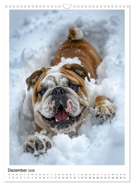 Produktbild: Englische Bulldogge - sanfter Kumpel (Wandkalender 2026 DIN A3 hoch), CALVENDO Monatskalender