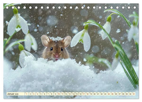Produktbild: M&auml;use - neugierig unterwegs (Tischkalender 2026 DIN A5 quer), CALVENDO Monatskalender