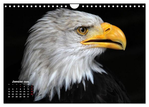 Produktbild: Greifv&ouml;gel, Eulen und K&auml;uze (Wandkalender 2026 DIN A4 quer), CALVENDO Monatskalender