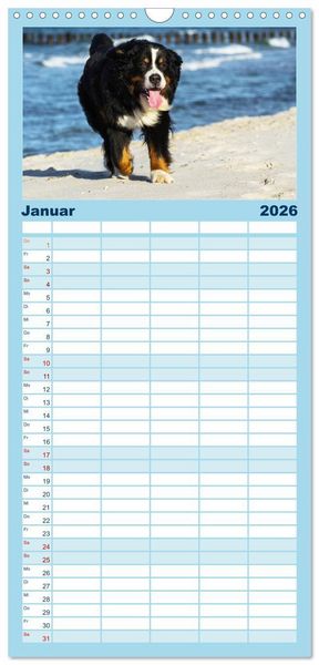 Produktbild: Familienplaner 2026 - Berner Sennenhunde am Strand mit 5 Spalten (Wandkalender, 21 x 45 cm) CALVENDO