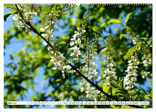 Produktbild: 12 Monate Natur (Wandkalender 2027 DIN A2 quer), CALVENDO Monatskalender