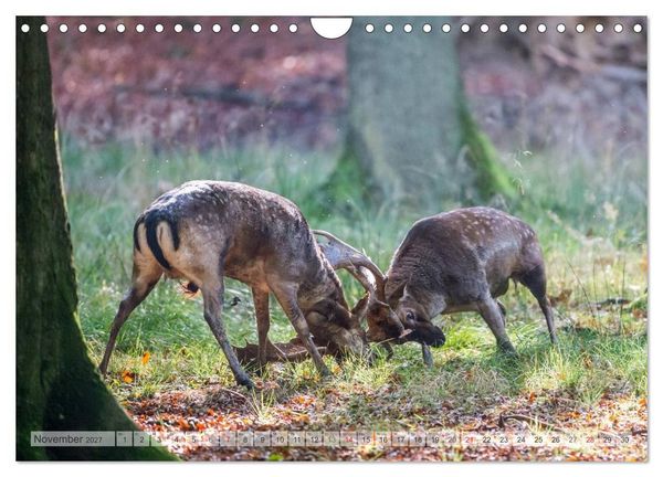 Produktbild: Emotionale Momente: Das Damwild. (Wandkalender 2027 DIN A4 quer), CALVENDO Monatskalender