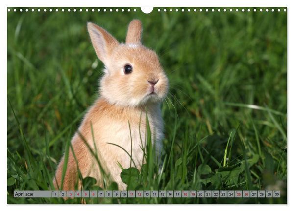 Produktbild: Tierkinder klein und s&uuml;&szlig; (Wandkalender 2026 DIN A3 quer), CALVENDO Monatskalender