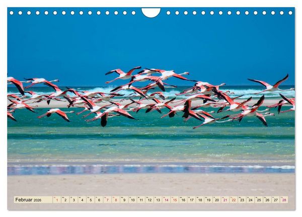 Produktbild: Flamingos - elegante Sch&ouml;nheiten (Wandkalender 2026 DIN A4 quer), CALVENDO Monatskalender