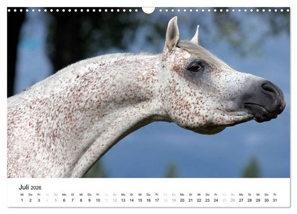 Produktbild: Pferde - Magdalena Strakova (Wandkalender 2026 DIN A3 quer), CALVENDO Monatskalender