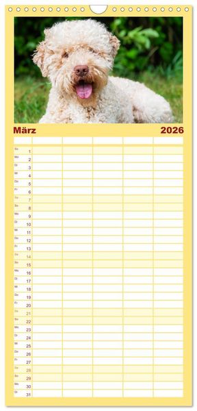 Produktbild: Familienplaner 2026 - Lagotto Romagnolo - der Tr&uuml;ffelhund Italiens mit 5 Spalten (Wandkalender, 21 x 45 cm) CALVENDO