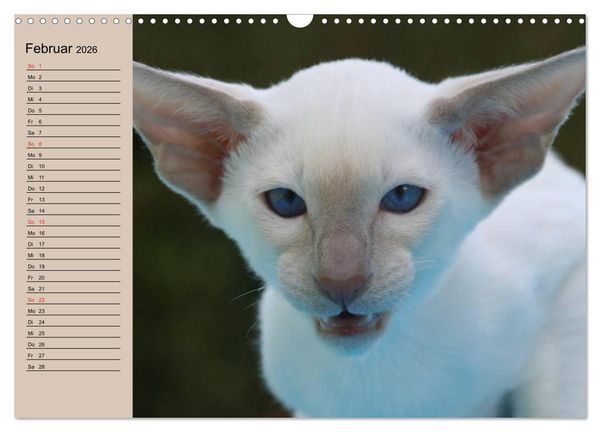 Produktbild: Siamkatzen - Kleiner Frechdachs mit Familie (Wandkalender 2026 DIN A3 quer), CALVENDO Monatskalender