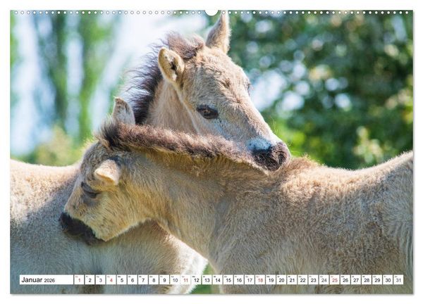 Produktbild: Konik - Frei geboren (hochwertiger Premium Wandkalender 2026 DIN A2 quer), Kunstdruck in Hochglanz