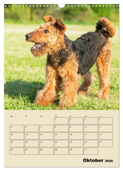 Produktbild: Airedale Terrier - Temperament auf 4 Pfoten (Wandkalender 2026 DIN A3 hoch), CALVENDO Monatskalender