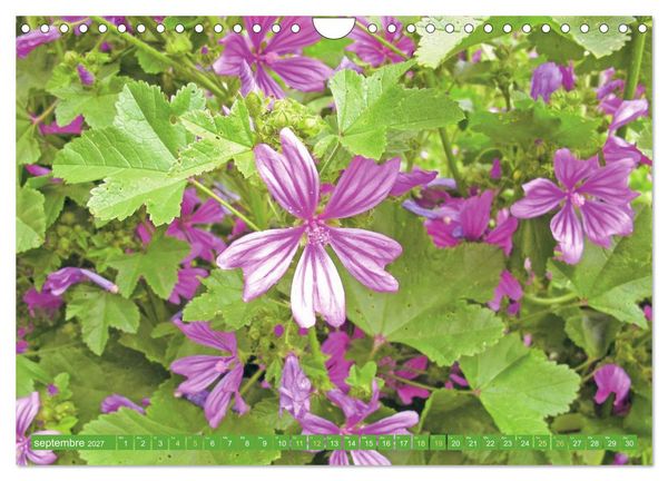 Produktbild: Fleurs du jardin aromatique (Calendrier mural 2027 DIN A4 vertical), CALVENDO calendrier mensuel