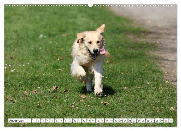 Produktbild: Golden Retriever ein treuer Begleiter (Wandkalender 2026 DIN A2 quer), CALVENDO Monatskalender