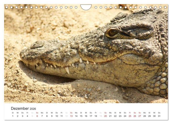 Produktbild: Das Leben der Reptilien (Wandkalender 2026 DIN A4 quer), CALVENDO Monatskalender