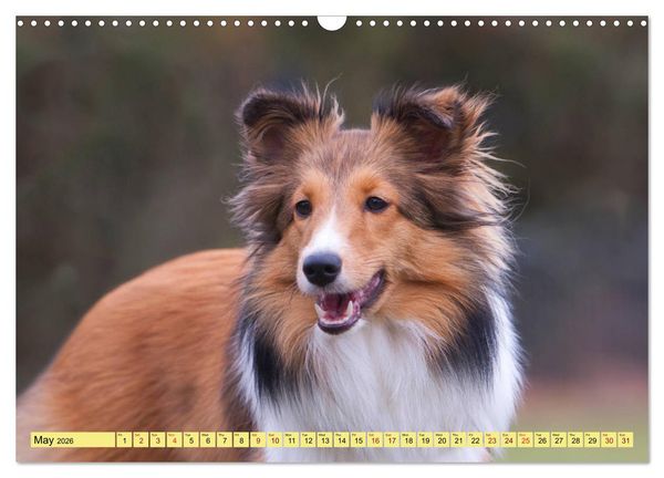 Produktbild: Shetland Sheepdogs - Sweet little charmers (Wall Calendar 2026 DIN A3 landscape), CALVENDO 12 Month Wall Calendar
