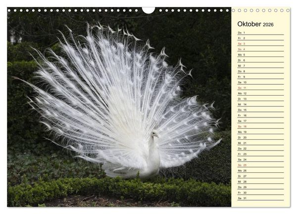 Produktbild: Pfaue. Pr&auml;chtig und schillernd (Wandkalender 2026 DIN A3 quer), CALVENDO Monatskalender