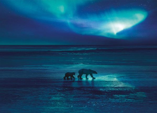 Produktbild: FROZEN PLANET - EISIGE WELTEN II [2 DVDs]