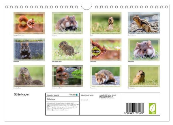 Produktbild: S&uuml;&szlig;e Nager (Wandkalender 2026 DIN A4 quer), CALVENDO Monatskalender