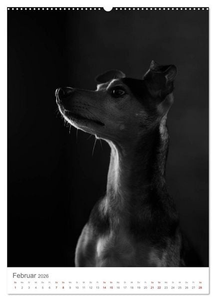 Produktbild: Fine Art Hundeportraits (Wandkalender 2026 DIN A2 hoch), CALVENDO Monatskalender