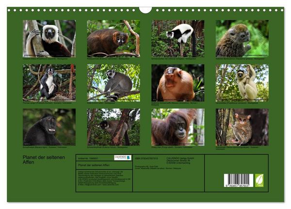 Produktbild: Planet der seltenen Affen (Wandkalender 2026 DIN A3 quer), CALVENDO Monatskalender