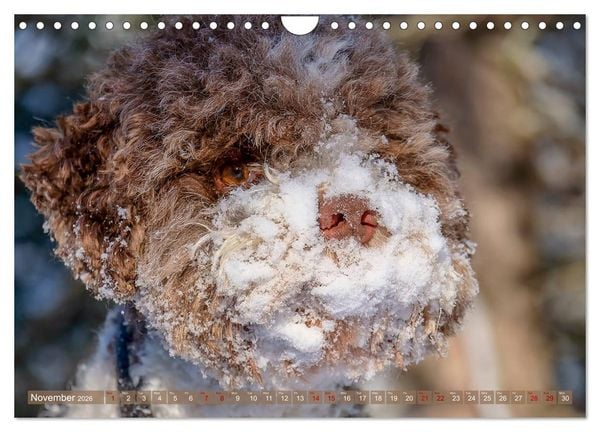 Produktbild: Lagotto Romagnolo Mountain Life (Wall Calendar 2026 DIN A4 landscape), CALVENDO 12 Month Wall Calendar