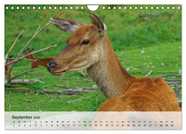 Produktbild: Rotwild. Edle Hirsche, stolze K&uuml;he (Wandkalender 2026 DIN A4 quer), CALVENDO Monatskalender