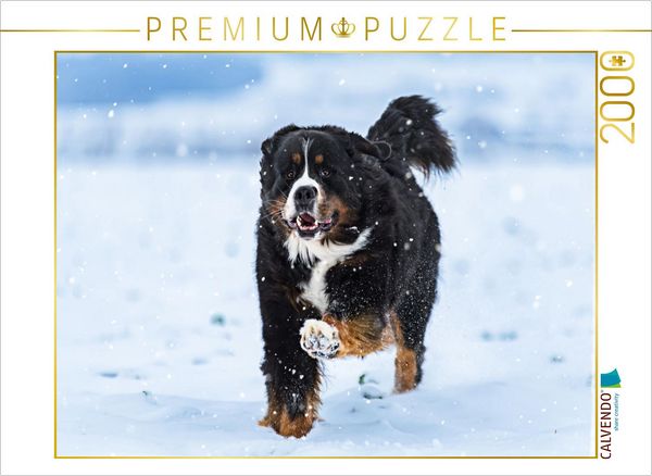 CALVENDO Puzzle Berner Sennenhund im Schnee | 2000 Teile Lege-Größe 90x67cm Foto-Puzzle für glückliche Stunden