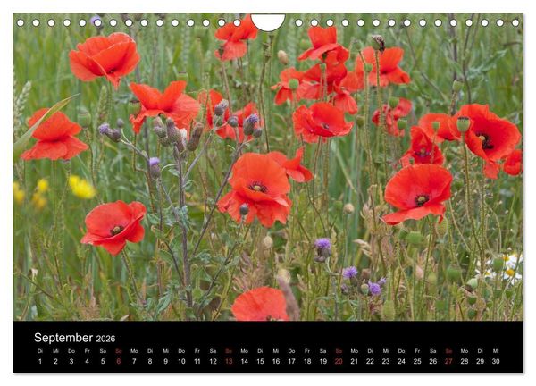 Produktbild: S&uuml;dschweden (Wandkalender 2026 DIN A4 quer), CALVENDO Monatskalender
