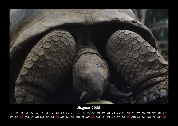 Produktbild: Schildkr&ouml;tenzauber 2025 Fotokalender DIN A3