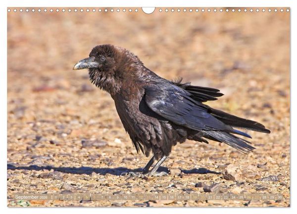 Produktbild: Rabenv&ouml;gel: Schwarz, schlau, sch&ouml;n (Wandkalender 2026 DIN A3 quer), CALVENDO Monatskalender