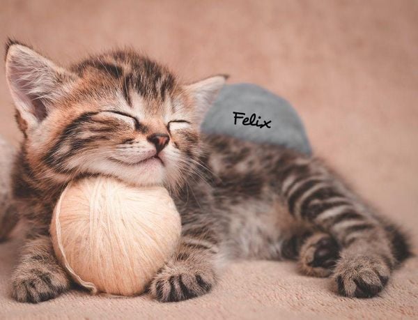 Produktbild: Katzen 2027 Eintragkalender