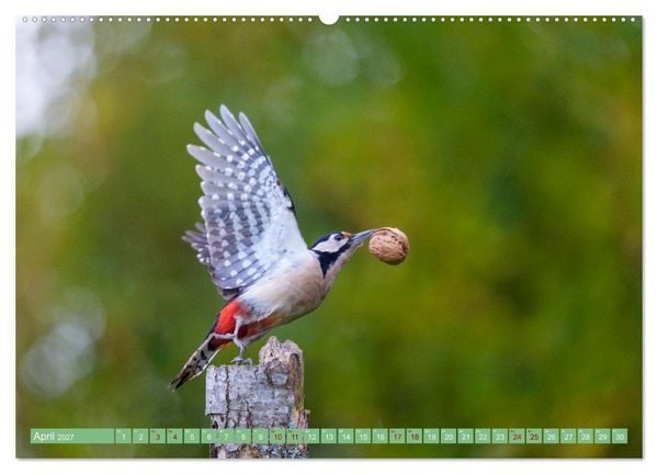 Produktbild: Buntspechte im Flug (hochwertiger Premium Wandkalender 2027 DIN A2 quer), Kunstdruck in Hochglanz