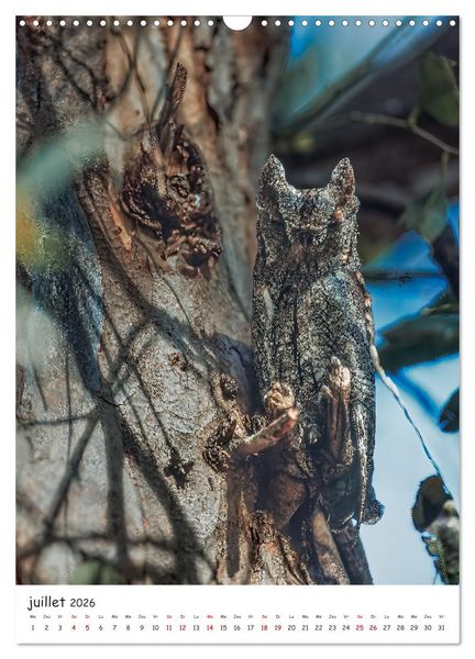 Produktbild: Une vie de hibou les oiseaux (Calendrier mural 2026 DIN A3 horizontal), CALVENDO calendrier mensuel