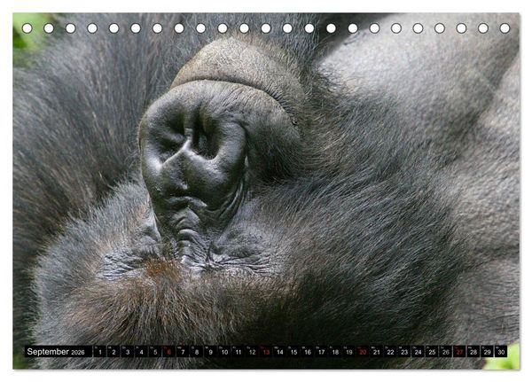 Produktbild: Berggorillas - die sanften Riesen (Tischkalender 2026 DIN A5 quer), CALVENDO Monatskalender