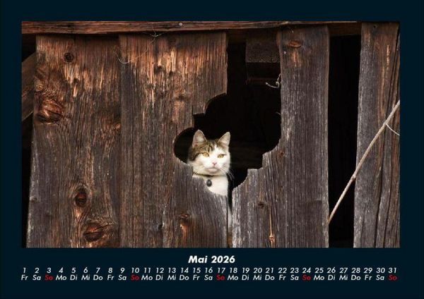 Produktbild: F&uuml;r Katzenfreunde 2026 Fotokalender DIN A4