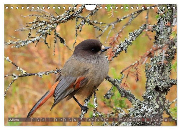 Produktbild: Finnisch Lappland (Wandkalender 2026 DIN A4 quer), CALVENDO Monatskalender