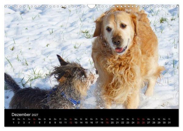 Produktbild: Die Welt der Haustiere (Wandkalender 2027 DIN A3 quer), CALVENDO Monatskalender