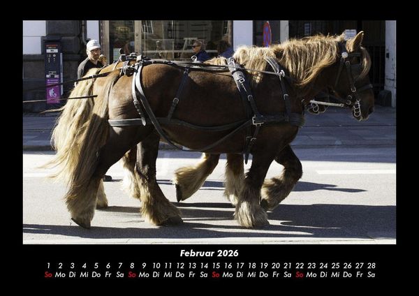 Produktbild: Pferdegefl&uuml;ster 2026 Fotokalender DIN A3