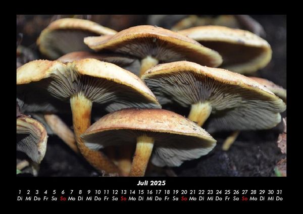 Produktbild: Pilzkalender 2025 Fotokalender DIN A3