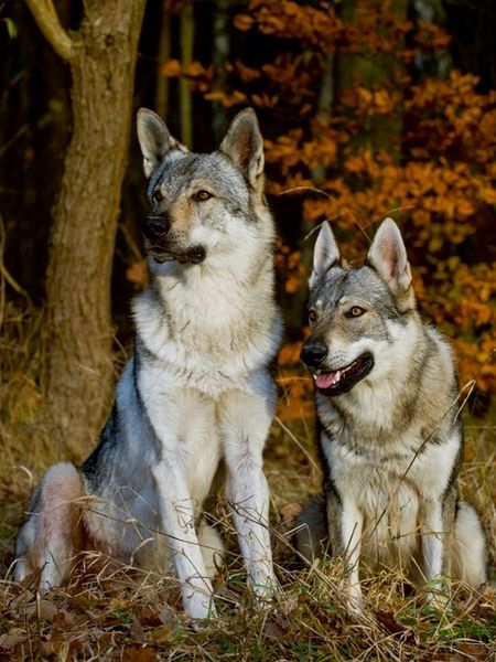 Produktbild: CALVENDO Puzzle Ein Motiv aus dem Kalender Faszination Wolfhund | 1000 Teile Lege-Gr&ouml;&szlig;e 64x48cm Foto-Puzzle f&uuml;r gl&uuml;ckliche Stunden