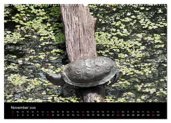 Produktbild: Wasserschildkr&ouml;ten (Wandkalender 2026 DIN A2 quer), CALVENDO Monatskalender