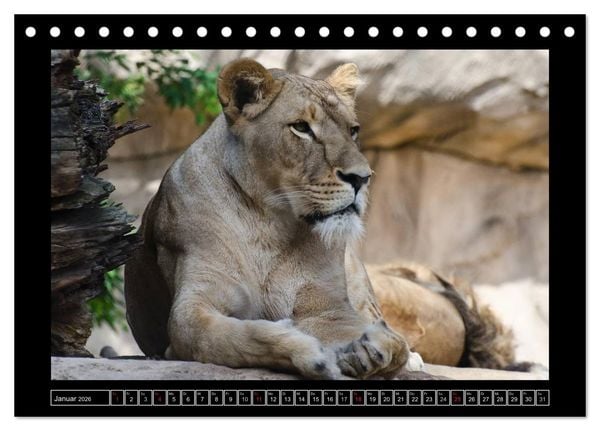 Produktbild: Dresdner Zootiere 2026 (Tischkalender 2026 DIN A5 quer), CALVENDO Monatskalender
