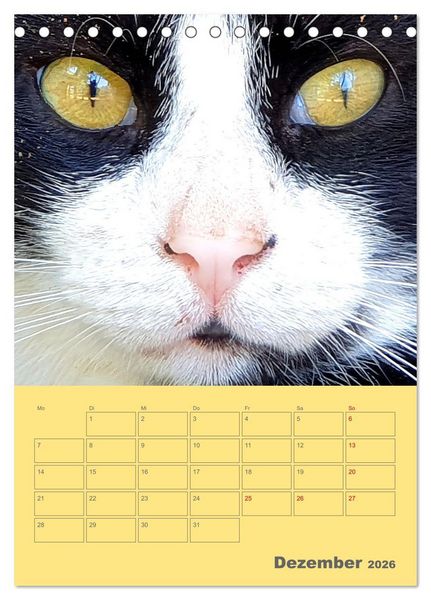 Produktbild: Cat Faces - Charakterstarke Katzengesichter ganz nah (Tischkalender 2026 DIN A5 hoch), CALVENDO Monatskalender