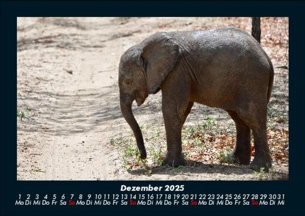 Produktbild: Elefanten - Die sanften Riesen Afrikas 2025 Fotokalender DIN A5