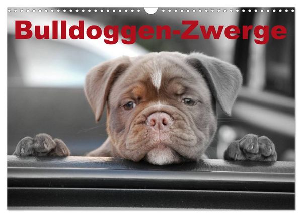 Produktbild: Bulldoggen-Zwerge (Wandkalender 2026 DIN A3 quer), CALVENDO Monatskalender