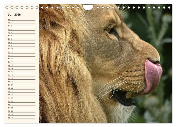Produktbild: L&ouml;wen (Wandkalender 2026 DIN A4 quer), CALVENDO Monatskalender
