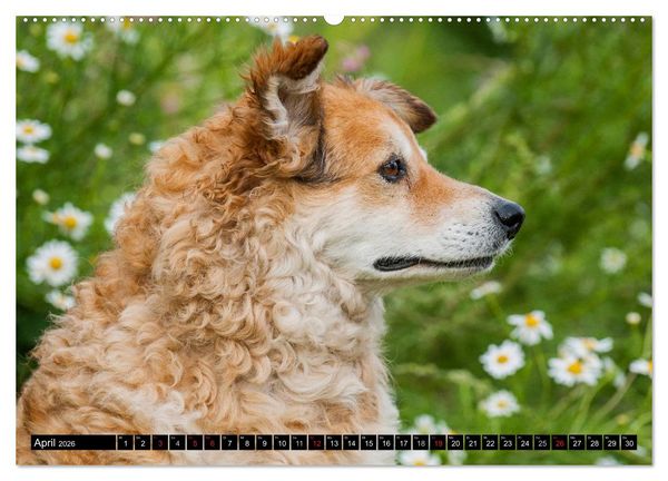 Produktbild: Altdeutsche H&uuml;tehunde - Fast vergessen (hochwertiger Premium Wandkalender 2026 DIN A2 quer), Kunstdruck in Hochglanz