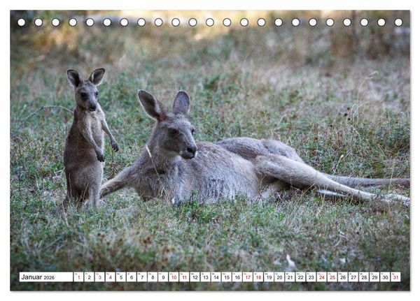 Produktbild: Wildlife Australien (Tischkalender 2026 DIN A5 quer), CALVENDO Monatskalender