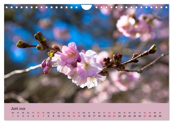 Produktbild: Kurpark Baden-Baden (Wandkalender 2026 DIN A4 quer), CALVENDO Monatskalender