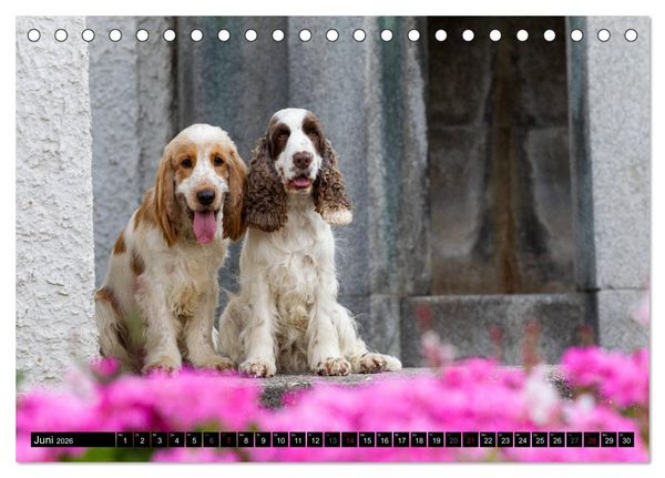 Produktbild: English Cocker Spaniel - Fr&ouml;hliche Gesellen (Tischkalender 2026 DIN A5 quer), CALVENDO Monatskalender