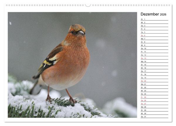 Produktbild: Gefiederte Freunde - Unsere heimischen Gartenv&ouml;gel (Wandkalender 2026 DIN A2 quer), CALVENDO Monatskalender
