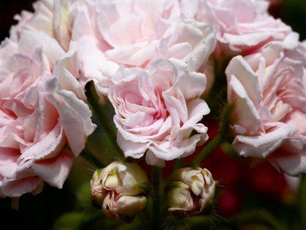 Produktbild: CALVENDO Puzzle Pelargonie Millfield Rose | 1000 Teile Lege-Gr&ouml;&szlig;e 64x48cm Foto-Puzzle f&uuml;r gl&uuml;ckliche Stunden
